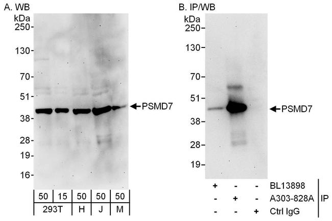 PSMD7 Antibody in Western Blot (WB)