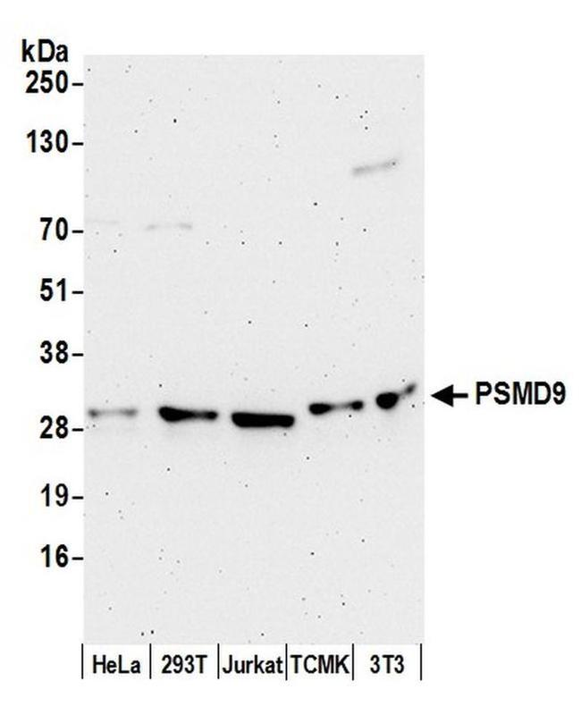 PSMD9 Antibody in Western Blot (WB)