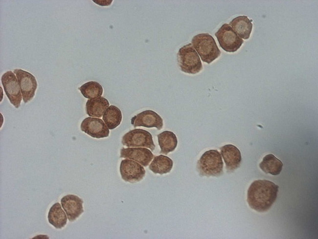 PSMG2 Antibody in Immunocytochemistry (ICC/IF)