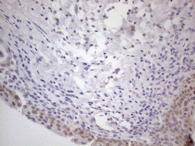 PSMG2 Antibody in Immunohistochemistry (Paraffin) (IHC (P))