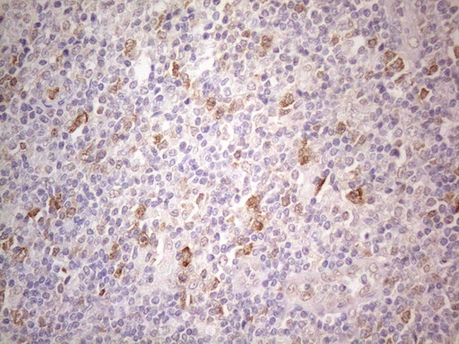 PSMG2 Antibody in Immunohistochemistry (Paraffin) (IHC (P))