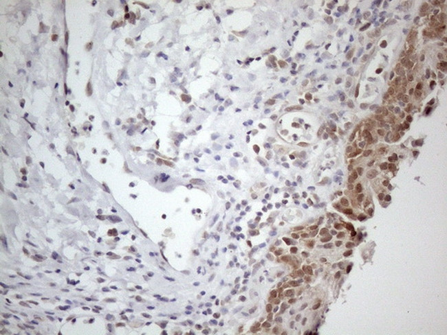 PSMG2 Antibody in Immunohistochemistry (Paraffin) (IHC (P))