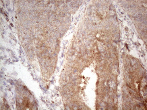 PSMG2 Antibody in Immunohistochemistry (Paraffin) (IHC (P))