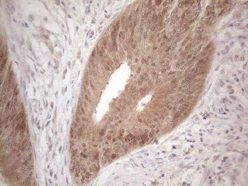 PSMG2 Antibody in Immunohistochemistry (Paraffin) (IHC (P))