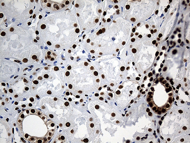 PTBP3 Antibody in Immunohistochemistry (Paraffin) (IHC (P))