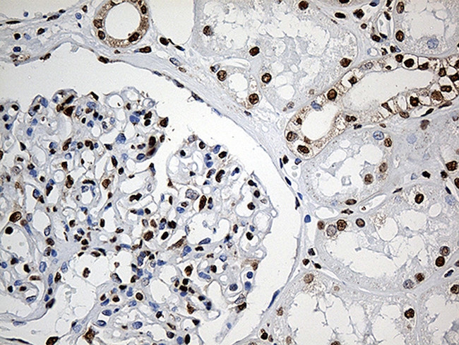 PTBP3 Antibody in Immunohistochemistry (Paraffin) (IHC (P))