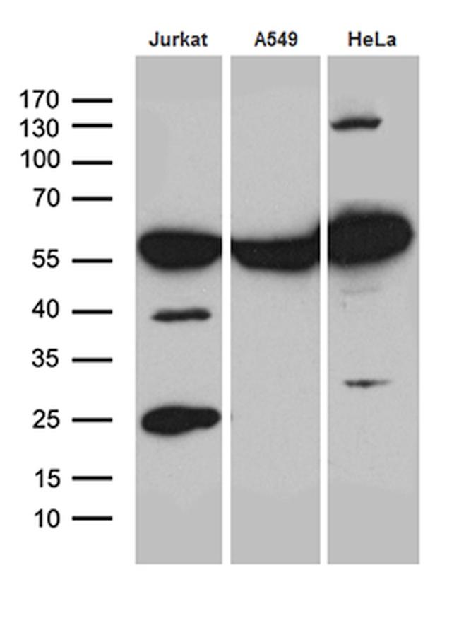 PTBP3 Antibody in Western Blot (WB)