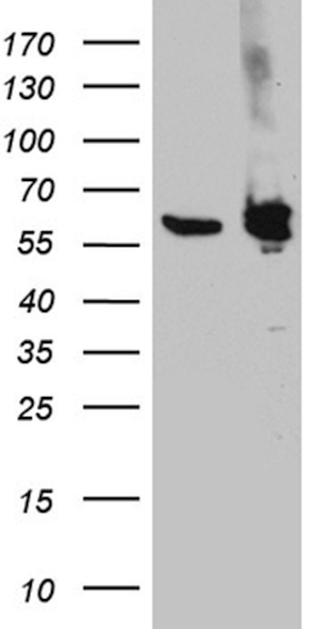 PTBP3 Antibody in Western Blot (WB)