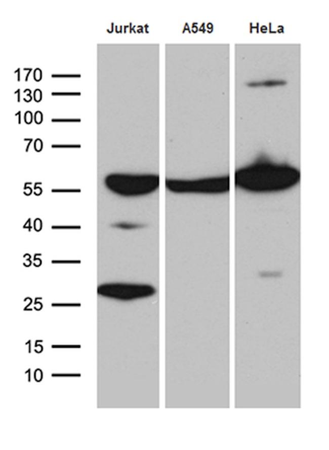 PTBP3 Antibody in Western Blot (WB)