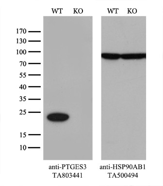 PTGES3 Antibody