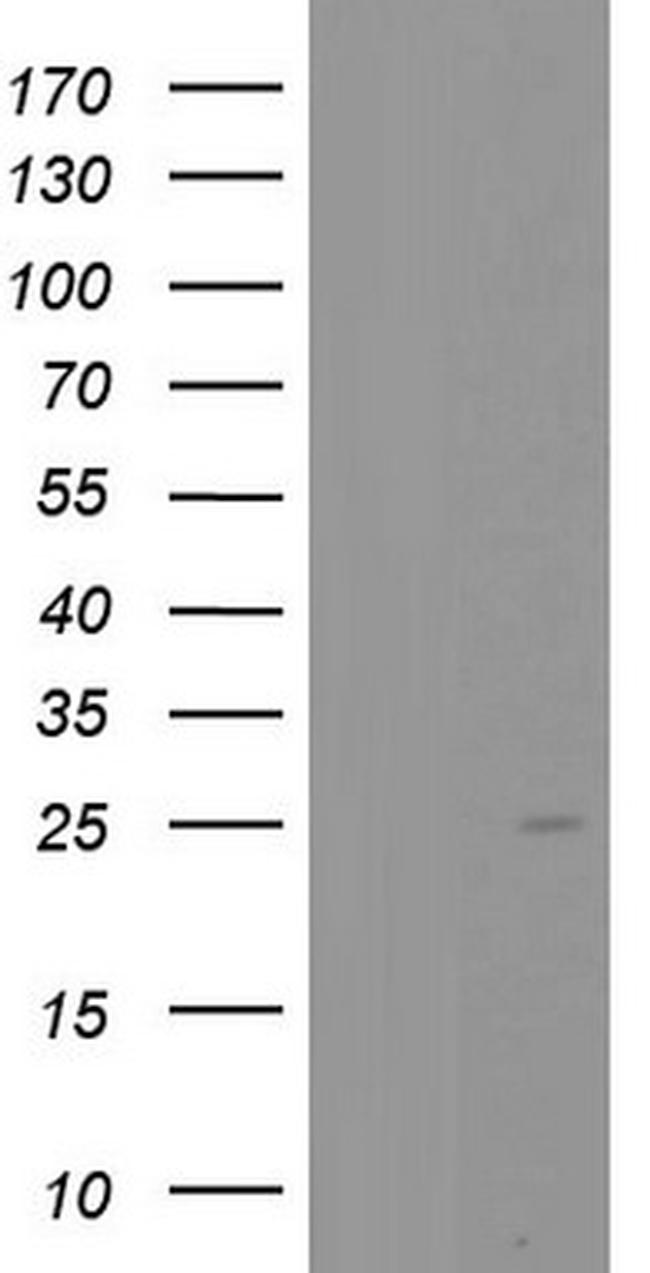 PTGES3 Antibody in Western Blot (WB)