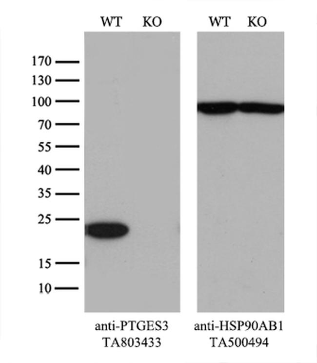 PTGES3 Antibody in Western Blot (WB)