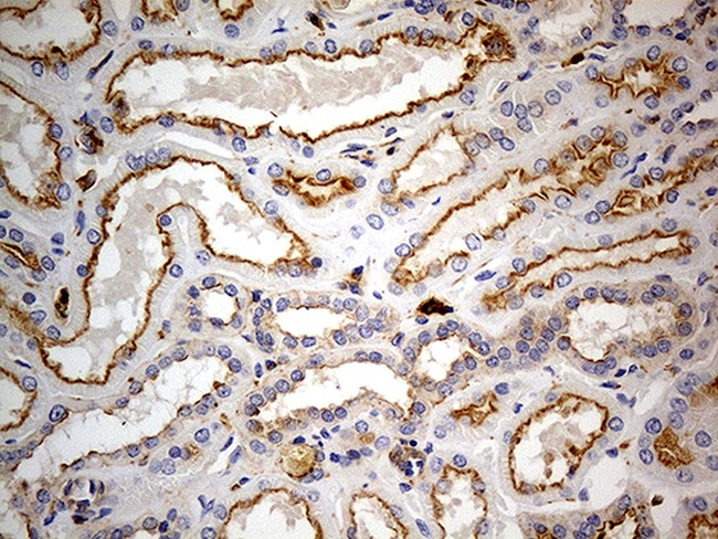 PTH Antibody in Immunohistochemistry (Paraffin) (IHC (P))