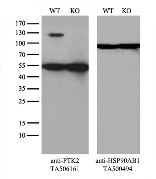 PTK2 Antibody in Western Blot (WB)