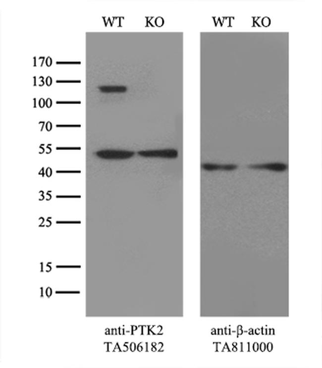 PTK2 Antibody in Western Blot (WB)