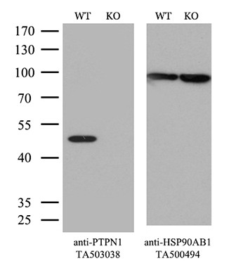 PTPN1 Antibody