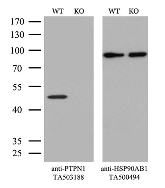 PTPN1 Antibody