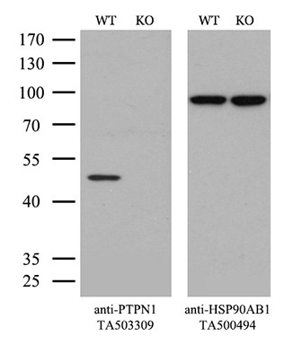 PTPN1 Antibody