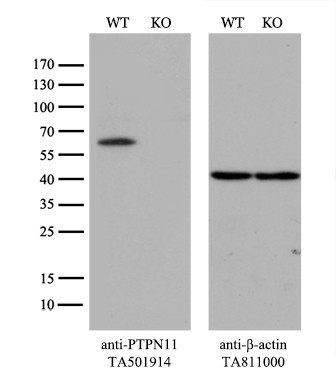 PTPN11 Antibody