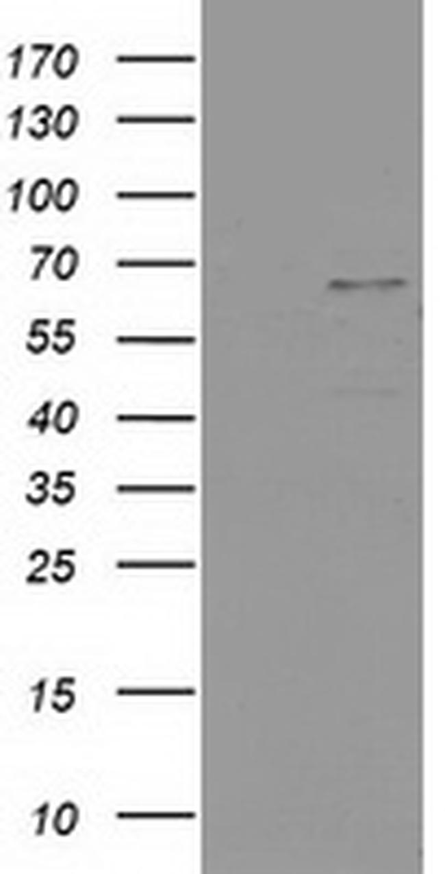 PTPN11 Antibody in Western Blot (WB)