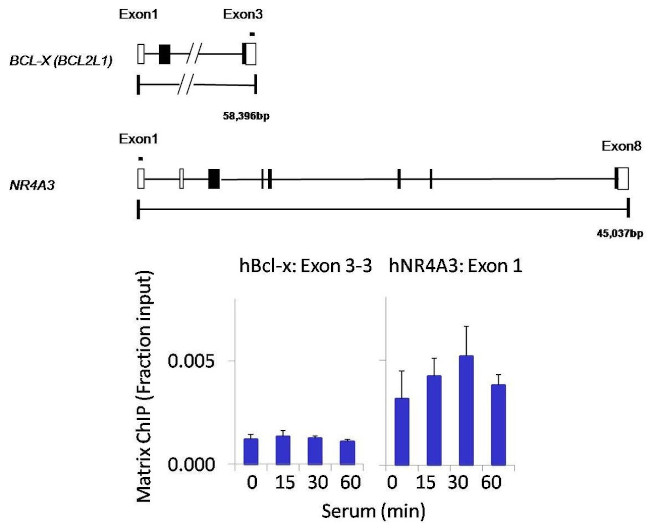 PTPN12 Antibody in ChIP Assay (ChIP)