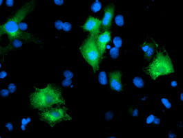 PTPN7 Antibody in Immunocytochemistry (ICC/IF)