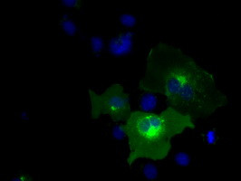 PTPRE Antibody in Immunocytochemistry (ICC/IF)