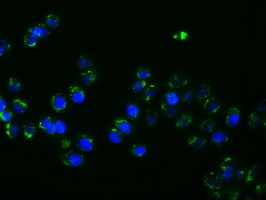 PTPRE Antibody in Immunocytochemistry (ICC/IF)