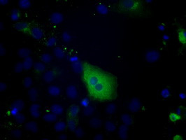 PTPRE Antibody in Immunocytochemistry (ICC/IF)