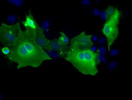 PTPRE Antibody in Immunocytochemistry (ICC/IF)