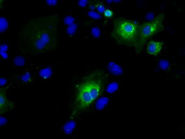 PTPRE Antibody in Immunocytochemistry (ICC/IF)