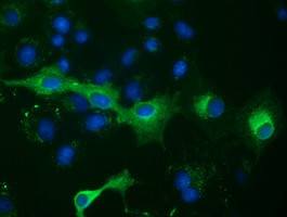 PTPRE Antibody in Immunocytochemistry (ICC/IF)