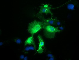 PTPRE Antibody in Immunocytochemistry (ICC/IF)