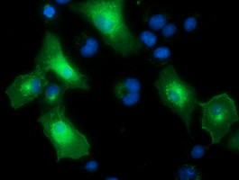 PTPRE Antibody in Immunocytochemistry (ICC/IF)