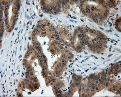 PTPRE Antibody in Immunohistochemistry (Paraffin) (IHC (P))