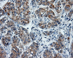 PTPRE Antibody in Immunohistochemistry (Paraffin) (IHC (P))