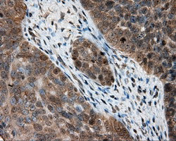 PTPRE Antibody in Immunohistochemistry (Paraffin) (IHC (P))