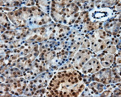 PTPRE Antibody in Immunohistochemistry (Paraffin) (IHC (P))