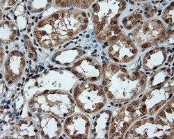 PTPRE Antibody in Immunohistochemistry (Paraffin) (IHC (P))