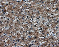 PTPRE Antibody in Immunohistochemistry (Paraffin) (IHC (P))