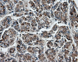 PTPRE Antibody in Immunohistochemistry (Paraffin) (IHC (P))