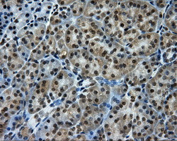 PTPRE Antibody in Immunohistochemistry (Paraffin) (IHC (P))