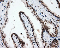 PTPRE Antibody in Immunohistochemistry (Paraffin) (IHC (P))