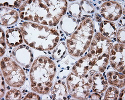 PTPRE Antibody in Immunohistochemistry (Paraffin) (IHC (P))