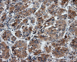 PTPRE Antibody in Immunohistochemistry (Paraffin) (IHC (P))