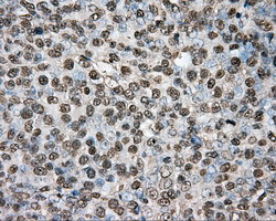 PTPRE Antibody in Immunohistochemistry (Paraffin) (IHC (P))