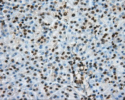 PTPRE Antibody in Immunohistochemistry (Paraffin) (IHC (P))