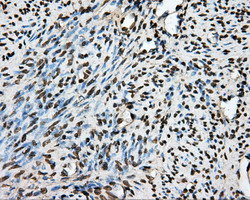 PTPRE Antibody in Immunohistochemistry (Paraffin) (IHC (P))