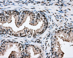 PTPRE Antibody in Immunohistochemistry (Paraffin) (IHC (P))