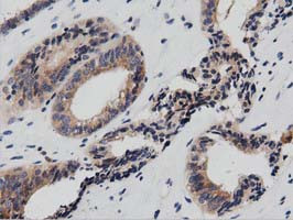 PTPRE Antibody in Immunohistochemistry (Paraffin) (IHC (P))